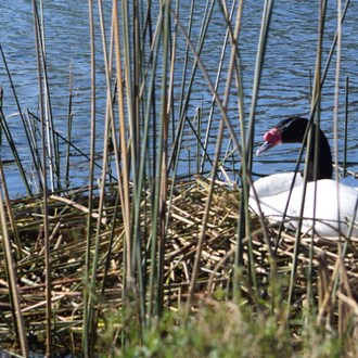 >Cisnes de cuello negro en Puertos